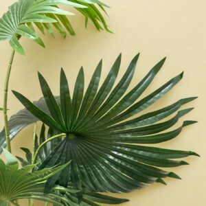 Empress Fan Palm